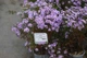 Айстра кущова 'Blaue Laguna'. Контейнер 0,5л - зображення 5