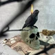 Воскова чорна свічка - Ворон на черепі - изображение 5
