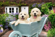 Puzzle Ravensburger Golden Retriever 200 elementów 12001368 (4005555013686) - obraz 2