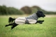 Зимова куртка для собак Glacier wool jacket 3.0 Non-stop dogwear Сірий 45 - изображение 6