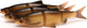 Набір м’яких приманок Savage Gear 3D LB Roach Swim n Jerk 7.5 см 4 г Dirty Roach (5706301574367) - зображення 3