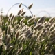 Лагурус Зайцехвост (сухоцвет) 0,3 г - изображение 4