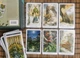 Карти Таро Дикого Лісу / THE WILDWOOD TAROT (CARDS & BOOK SET) 03492 - изображение 4