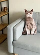 Мягкая игрушка Кот Британец 3D домашнее животное плюшевая подушка для сна и игр 50 см серый (9140) - изображение 4