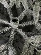 Искусственная литая заснеженная елка Норд Плюс высотой 1.8 м роскошная новогодняя елка с густыми ветвями на крабах и складной металлической подставкой для дома Зеленый - изображение 5