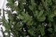 Ялинка лита "Віденська" Зелена 3,00 м (SG2984840022270) ТМ SigaGroup - зображення 6