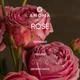 Віддушка ROSE 1 кг - для свічок, аромадифузорів, рум-спреїв - зображення 2