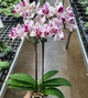 Орхідея (підліток зараз без квітів) TopDreams Phal 5069 Witch Gem (Little Gem Stripes peloric - 3 lips) квіти 5 см 1.7 (мох) - изображение 7