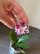 Орхідея (підліток зараз без квітів) TopDreams Phal 5069 Witch Gem (Little Gem Stripes peloric - 3 lips) квіти 5 см 1.7 (мох) - изображение 10