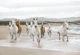Фото обои Панно KOMAR White Horses бумажные моющиеся 8-986 (368х254 см) - изображение 1