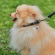Ошейник для собак кожаный WAUDOG Soft с QR паспортом, круглый, Д 10 мм, Дл 33-41 см черный - изображение 3