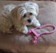 Игрушка для щенков миниатюрных пород KONG Puppy Goodie Bone кость с веревкой, XS - изображение 3