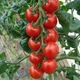 Семена Томат Спенсер 0,1 г Тирас Moravo Seed - изображение 2