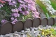 Бордюр садовый Prosperplast GARDEN LINE, коричневый, 10 м - изображение 6