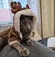 Костюм для котов (кошек) флисовый Новогодний Олень M Коричневый - изображение 10
