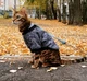 Джемпер для котів (кішок) Classic XL Джинс - зображення 5