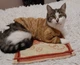 Джемпер для котів (кішок) Classic XL Коричневий - зображення 5