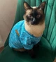 Джемпер для котів (кішок) Classic XL Блакитний - зображення 6