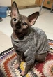 Джемпер для котов (кошек) Classic XL Серый - изображение 9