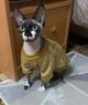 Джемпер для котів (кішок) Classic XL Коричневий - зображення 7