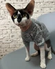 Джемпер для котов (кошек) Classic XL Серый - изображение 11