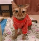 Джемпер для котов (кошек) Classic XL Красный - изображение 6