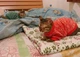 Джемпер для котов (кошек) Classic XL Красный - изображение 7