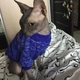 Джемпер для котов (кошек) Classic M Синий - изображение 8