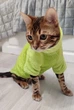 Флисовая кофта для котов (кошек) Бархат S Салатовый - изображение 10
