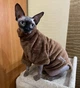 Флисовая кофта для котов (кошек) Бархат S Коричневый - изображение 6