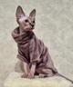 Флисовая кофта для котов (кошек) Бархат S Фиолетовый - изображение 4