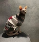 Свитер для котов (кошек) Канада XL Серый - изображение 6