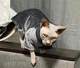 Флисовая кофта для котов (кошек) Бархат S Серый - изображение 5