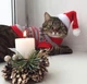 Свитер для котов (кошек) Олени XS Красный - изображение 3