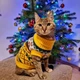 Светр для котів (кішок) Візерунки XL Жовтий - зображення 7