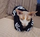 Толстовка для котов (кошек) Adidog M Черный - изображение 9