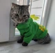 Толстовка для котов (кошек) Карнавал Дракон S Зеленый - изображение 6