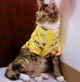 Толстовка для котов (кошек) Лаки Собачка XS Желтый - изображение 3
