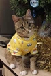 Толстовка для котов (кошек) Лаки Собачка XS Желтый - изображение 6