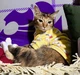 Толстовка для котов (кошек) Лаки Собачка XS Желтый - изображение 8