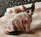 Кофта для котов (кошек) Лаки Лев XS Персиковый - изображение 6