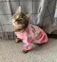 Толстовка для котов (кошек) Лаки Клубника S Розовый - изображение 2