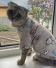 Толстовка для котов (кошек) Лаки Микс M Бежевый - изображение 4