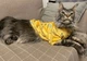 Кофта для котов (кошек) Лаки Африка XS Желтый - изображение 7