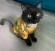 Кофта для котов (кошек) Лаки Африка XS Желтый - изображение 8