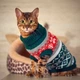 Светр для котів (кішок) Візерунки XL Зелений - зображення 7
