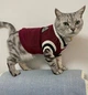 Свитер для котов (кошек) Бостон S Красный - изображение 9