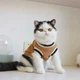 Свитер для котов (кошек) Бостон S Горчичный - изображение 8