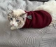 Свитер для котов (кошек) Бостон S Красный - изображение 11
