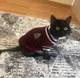 Свитер для котов (кошек) Бостон S Красный - изображение 12